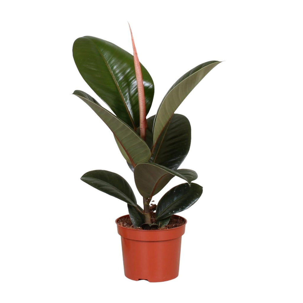 Ficus elastica Robusta (gummitræ) – Ø12 cm, 35 cm høj