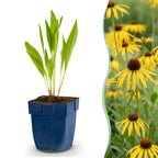 Echinacea paradoxa (Sonnenhut) – gelb – Ø 11 cm, 15–25 cm hoch
