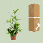 Dracaena Surculosa (drakenboom) – Ø17 cm, 55 cm hoog
