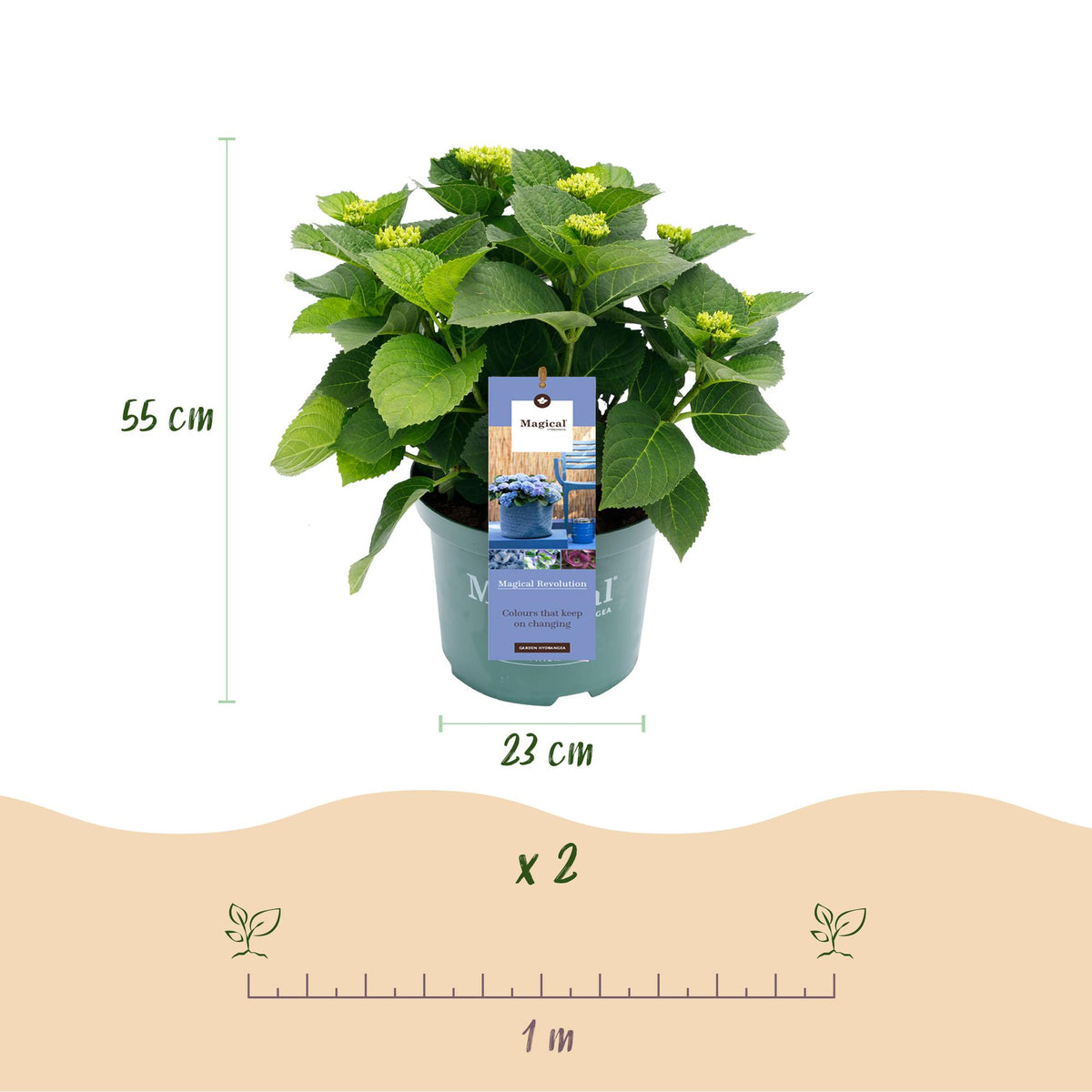 Hydrangea 'Magical Revolution Blue' (hortensia) – blauw – 2 planten, Ø23 cm, 55 cm hoog