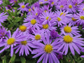 Aster 'Prof. Anton Kippenberg' – 12 Pflanzen, Ø9 cm, 10–25 cm hoch