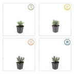 Lavandula int. 'Edelweiss' (lavender) – 60 plants, Ø9 cm, 10–25 cm high
