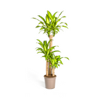 Dracaena fragrans Massangeana (arbre du dragon) – Ø24 cm, 130–150 cm de haut