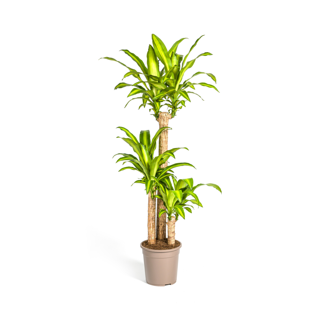 Dracaena fragrans Massangeana (Drachenbaum) – Ø 24 cm, 130–150 cm hoch