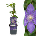 Clematis 'Multi Blue' (Waldrebe) – blau – Ø9 cm, 35 cm hoch