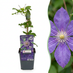 Clematis 'Multi Blue' (Waldrebe) – blau – Ø9 cm, 35 cm hoch