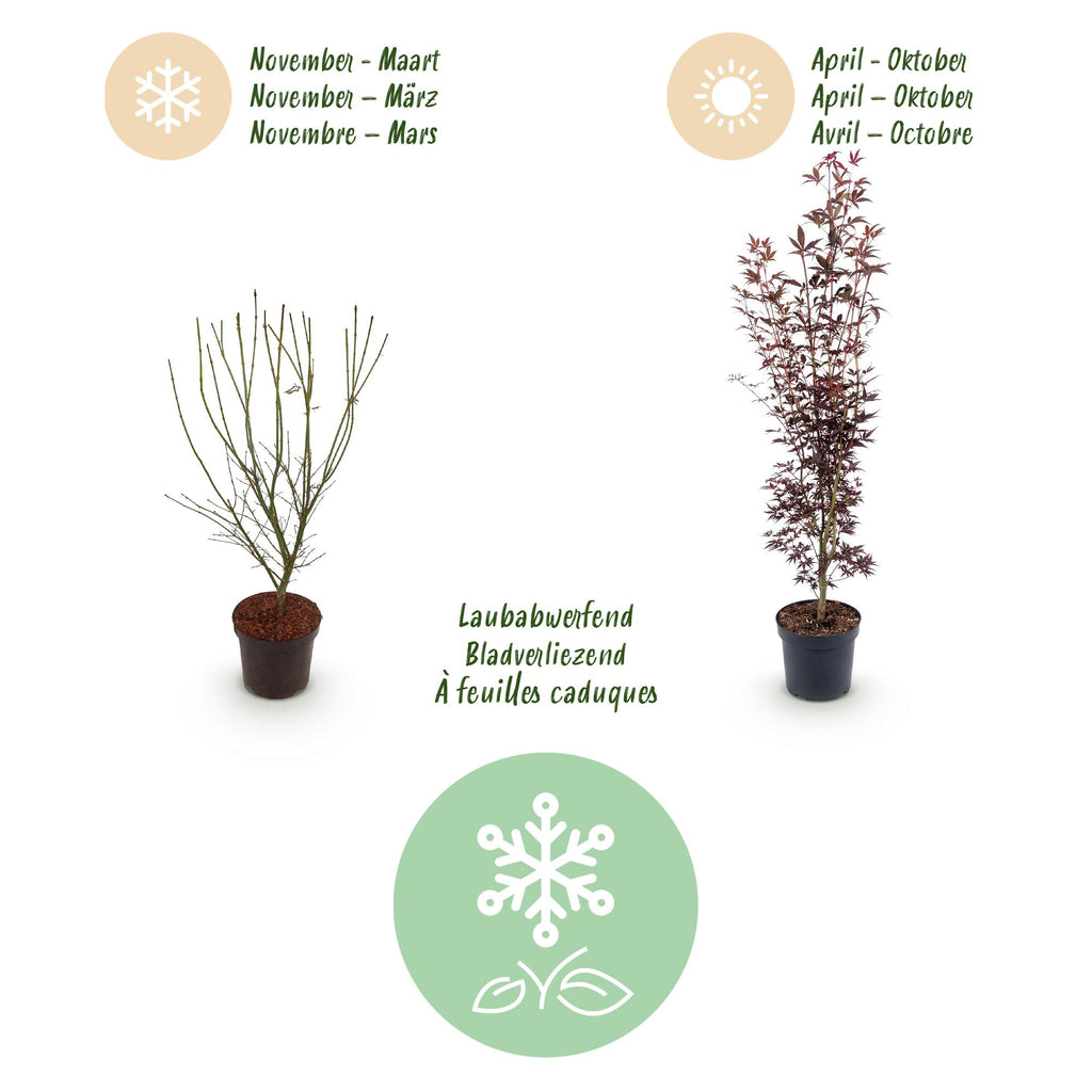 Acer palmatum 'Atropurpureum' (Érable du Japon) – pourpre – Ø26 cm, 90 cm de haut – photo 4