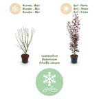 Acer palmatum 'Atropurpureum' (Érable du Japon) – pourpre – Ø26 cm, 90 cm de haut