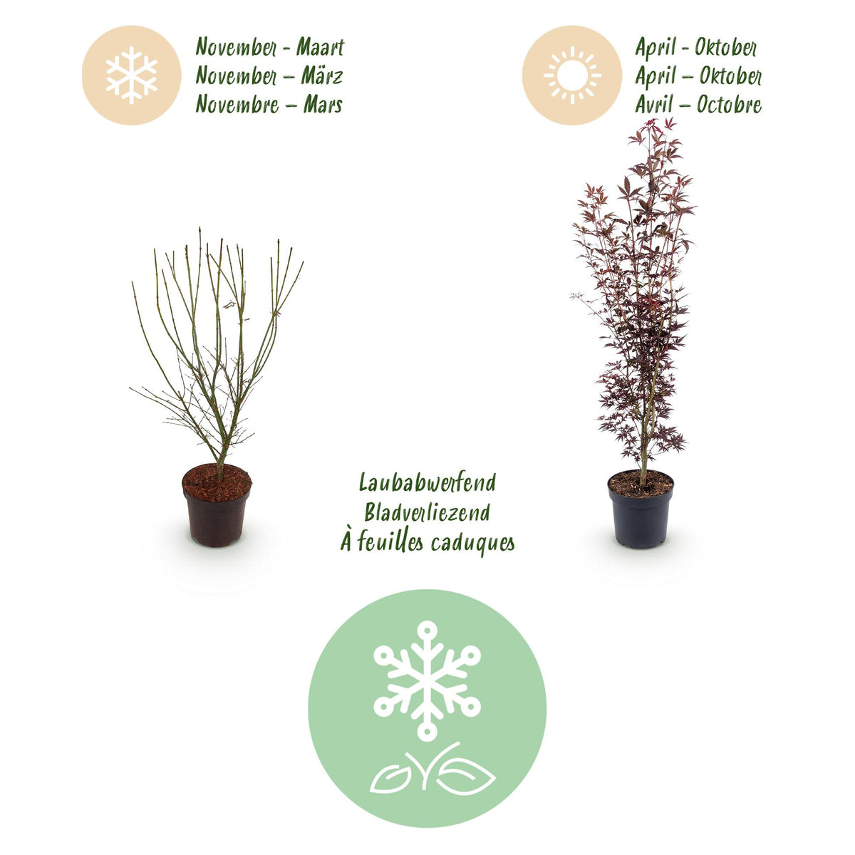 Acer palmatum 'Atropurpureum' (Érable du Japon) – pourpre – Ø26 cm, 90 cm de haut – photo 4