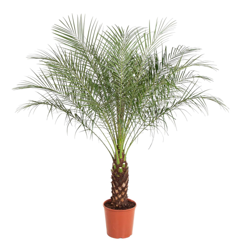 Phoenix Roebelenii (dvärgpalmdedel) – Ø27 cm, 140 cm hög