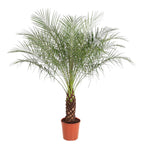 Phoenix Roebelenii (dvärgpalmdedel) – Ø27 cm, 140 cm hög