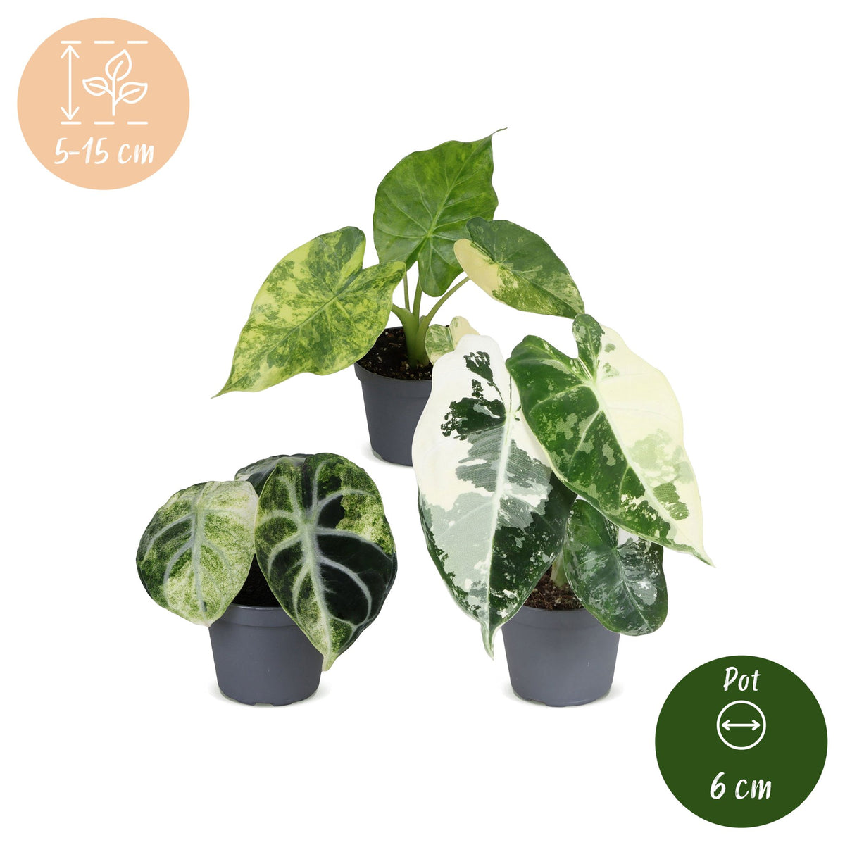 3× Baby Alocasia Tricolour Variegata (Elefantenohr) – Ø6 cm, 5–15 cm hoch