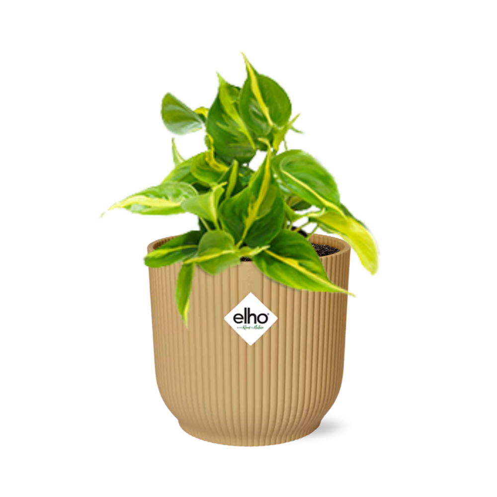 Philodendron scandens ‘Brasil’ in ELHO Vibes Fold 14cm geel – 20 cm hoog