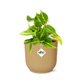 Philodendron scandens ‘Brasil’ in ELHO Vibes Fold 14cm geel – 20 cm hoog