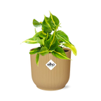 Philodendron scandens ‘Brasil’ in ELHO Vibes Fold 14cm geel – 20 cm hoog