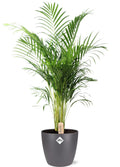 Areca (Dypsis) in Brussels-sierpot antraciet – Ø24 cm, 110 cm hoog