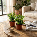 2× Coffea arabica (Kaffeepflanze) – Ø 12 cm, 25 cm hoch
