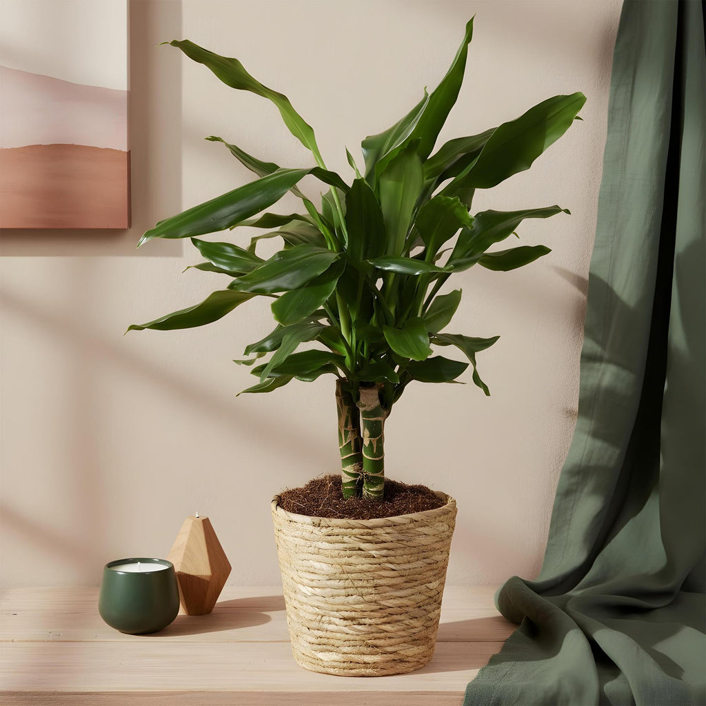 2× Dracaena fragrans Steudneri (drakenboom) – Ø17 cm, 50–55 cm hoog