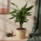2× Dracaena fragrans Steudneri (drakenboom) – Ø17 cm, 50–55 cm hoog