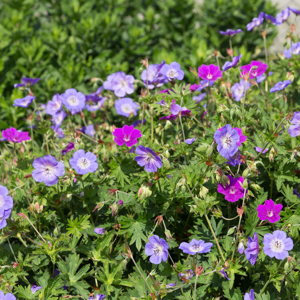 Borderpakket bodembedekend – 12 planten, Ø11 cm, 15–25 cm hoog