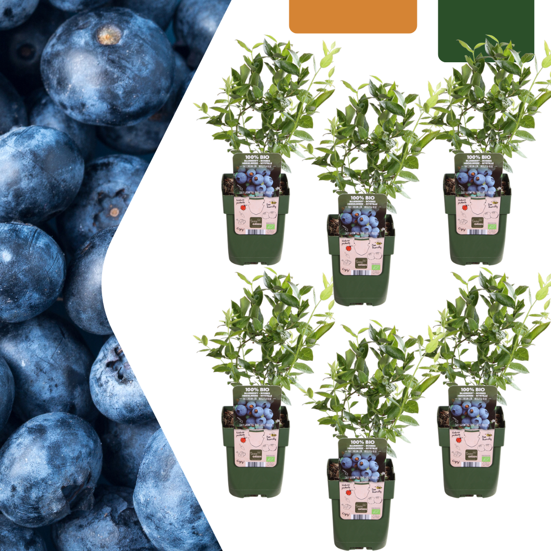 Blauwe bes (Vaccinium corymbosum) biologisch – 6 planten, Ø13 cm, 20 cm hoog