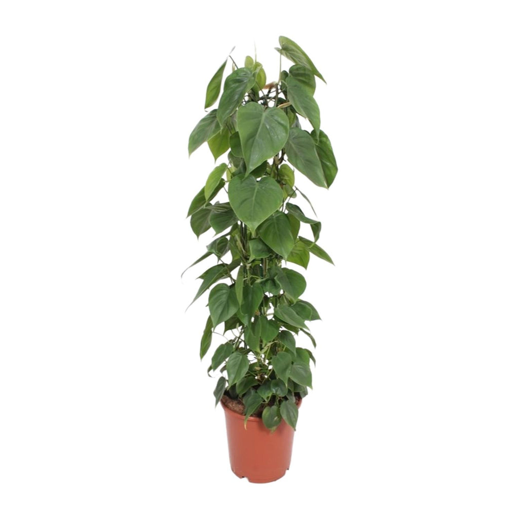 Philodendron scandens – Ø24 cm, 120 cm de haut
