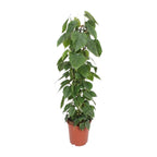 Philodendron scandens – Ø24 cm, 120 cm de haut