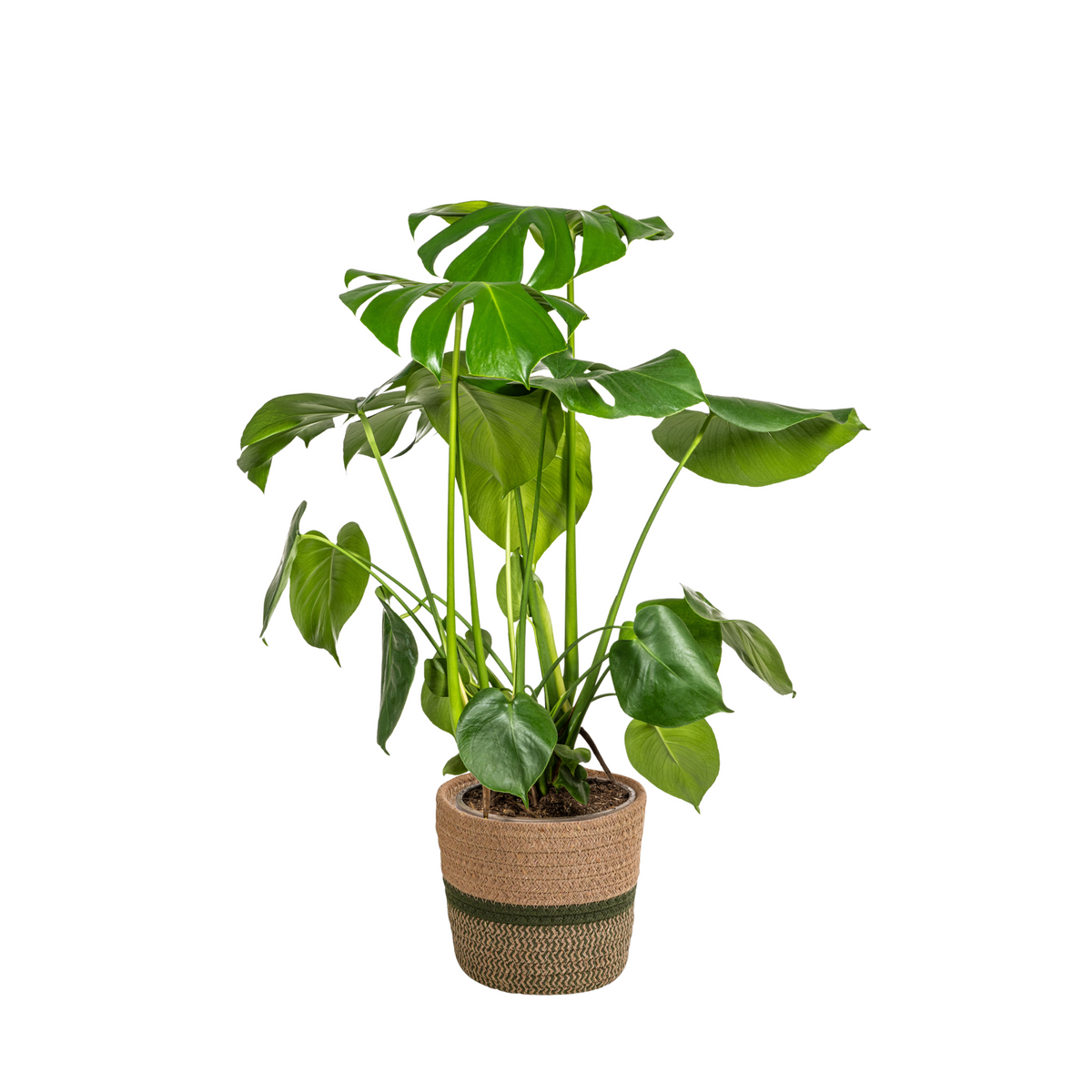 Monstera deliciosa Tauerii (gatenplant) met mand – Ø21 cm, 70–90 cm hoog