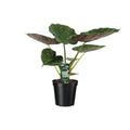 Alocasia Wentii (elefantøre) – Ø19 cm, 70 cm høj