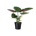 Alocasia Wentii (elefantøre) – Ø19 cm, 70 cm høj