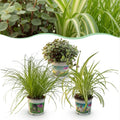 3× Callisia – Ø12 cm, 20 cm de haut