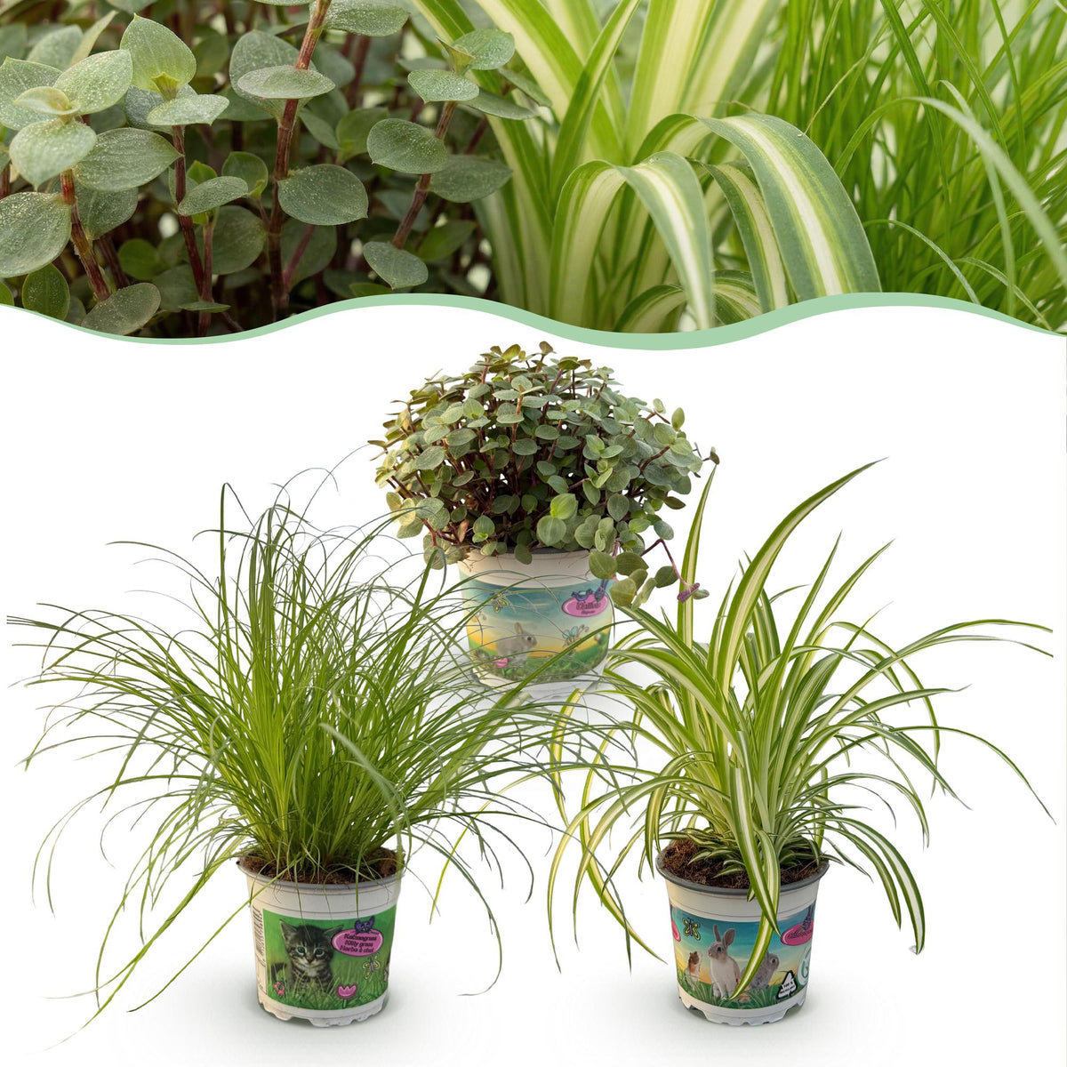3× Callisia – Ø12 cm, 20 cm de haut