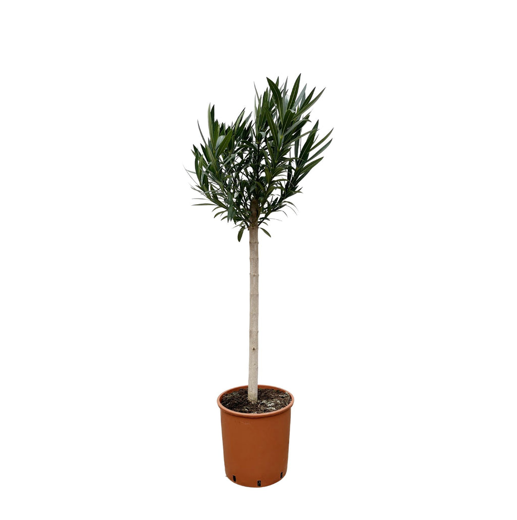 Nerium 'Oleander' standard – Ø30 cm, 170 cm high – pink