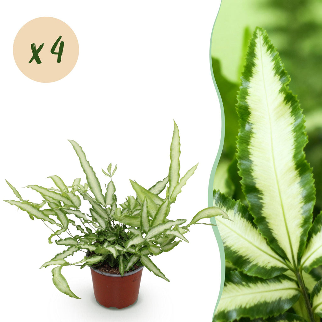 4× Pteris cretica Albolineata (fougère-ptéris) – Ø12 cm, 28–30 cm de haut