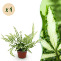 4× Pteris cretica Albolineata (fougère-ptéris) – Ø12 cm, 28–30 cm de haut