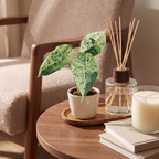 Alocasia Dragon Scale Mint Variegata (elefantøre) – Ø6 cm, 12 cm høj