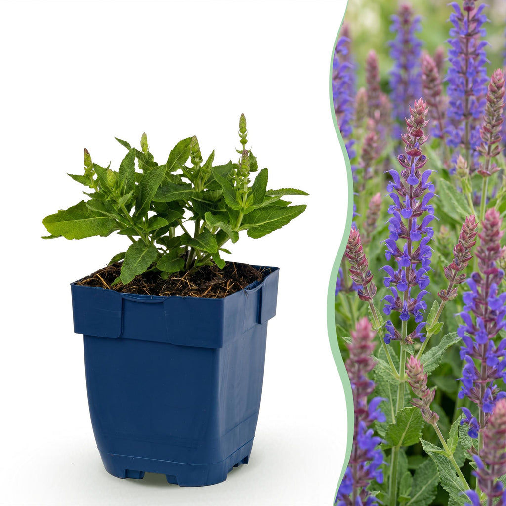 Salvia nemorosa 'Sense Deep Blue' (Salbei) – violett – Ø 11 cm, 15–25 cm hoch