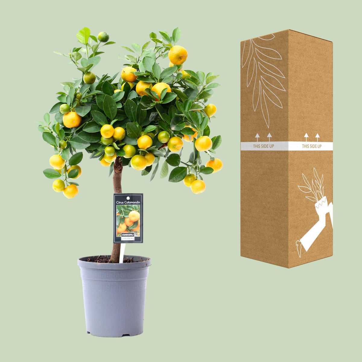 Citrus 'Calamondin' (citrusboompje) – Ø15 cm, 45 cm hoog