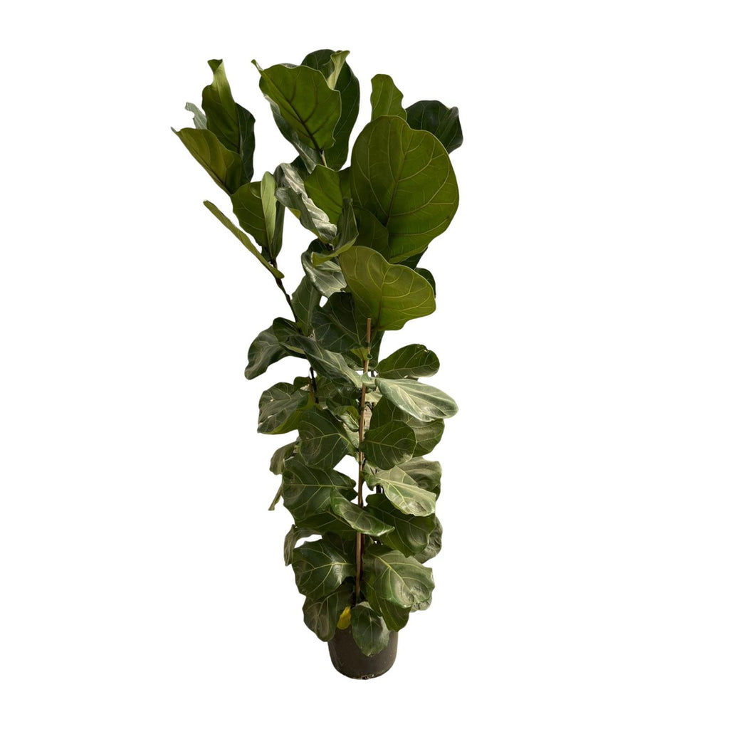 Ficus lyrata Strauch (Geigenblattscheibe) – Ø 27 cm, 170 cm hoch