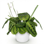 Maranta Fascinator Lemon Lime (gebedsplant) in Potter-sierpot wit – Ø12 cm, 25 cm hoog
