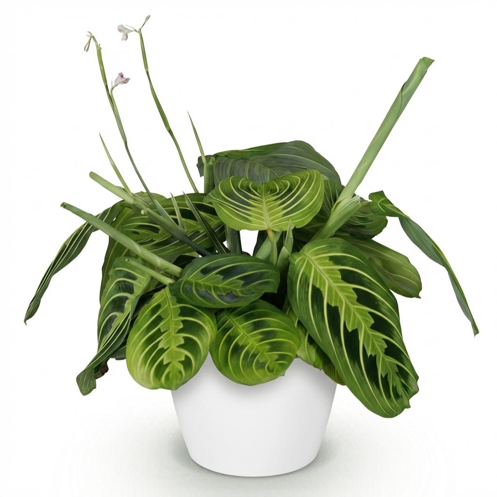 Maranta Fascinator Lemon Lime (gebedsplant) in Potter-sierpot wit – Ø12 cm, 25 cm hoog – foto 2