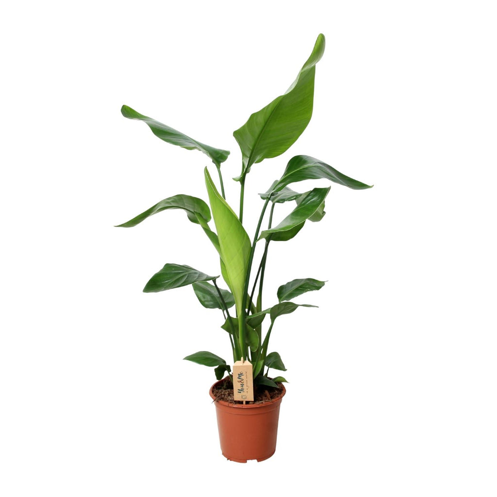 Strelitzia nicolai (weiße Paradiesvogelblume) – Ø 19 cm, 90 cm hoch – Art. 12532