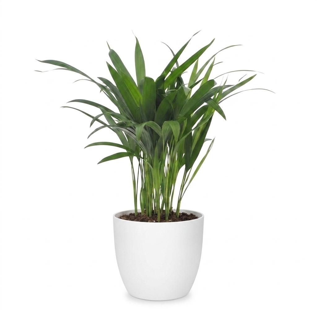 Areca lutescens (Dypsis) i vit dekorationspotta – Ø12 cm, 45 cm hög