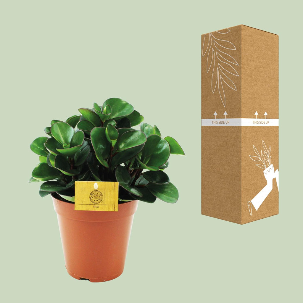 Peperomia Burning Bush – Ø15 cm, 25 cm de haut – photo 3
