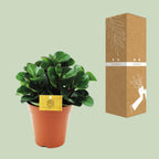 Peperomia Burning Bush – Ø15 cm, 25 cm de haut