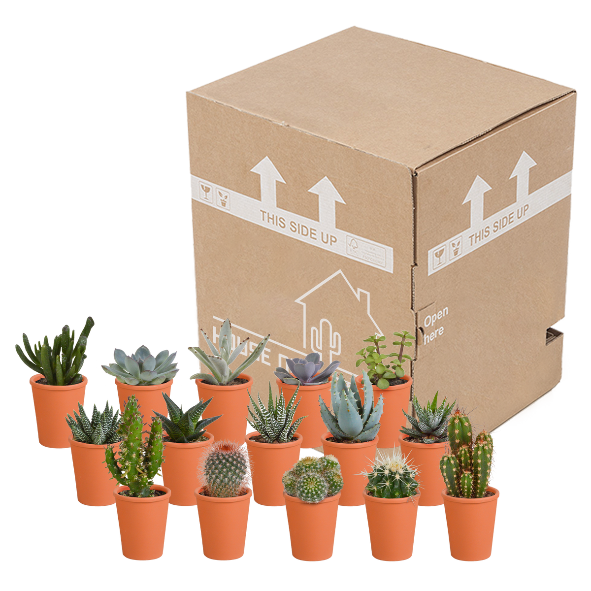 15× Kaktus- og sukkulentblanding (Cactaceae) i terrakottakrukke – Ø6 cm, 13 cm høj
