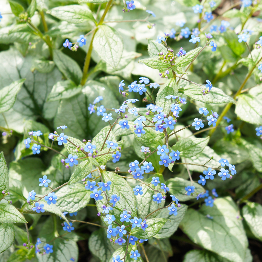 Brunnera macrorrhizum 'Jack Frost' (Kaukasische vergeet-mij-niet) – 48 planten, Ø9 cm, 10–25 cm hoog