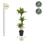 Dracaena Lemon Lime (drakenboom) – Ø24 cm, 160 cm hoog