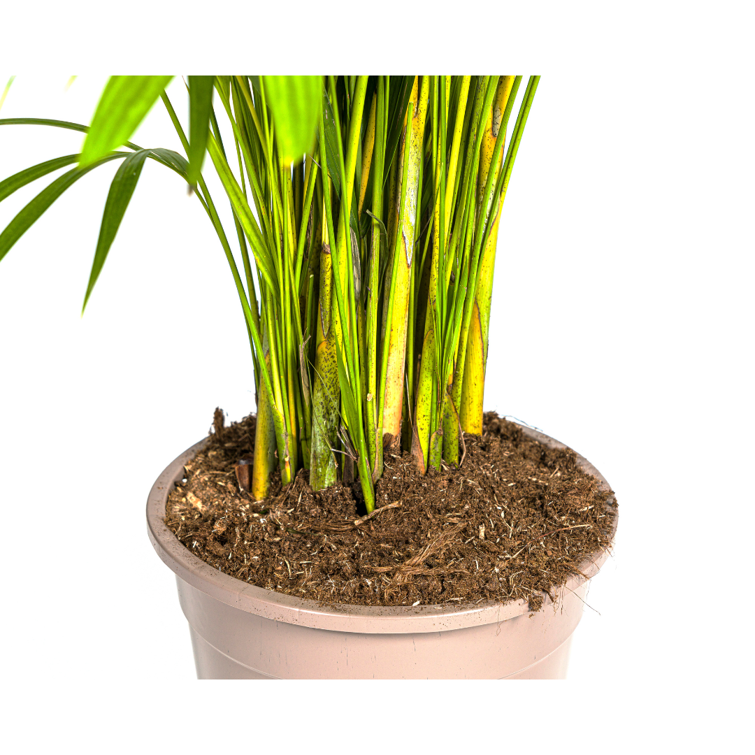 Dypsis Areca lutescens (goudpalm) – Ø27 cm, 150–170 cm hoog