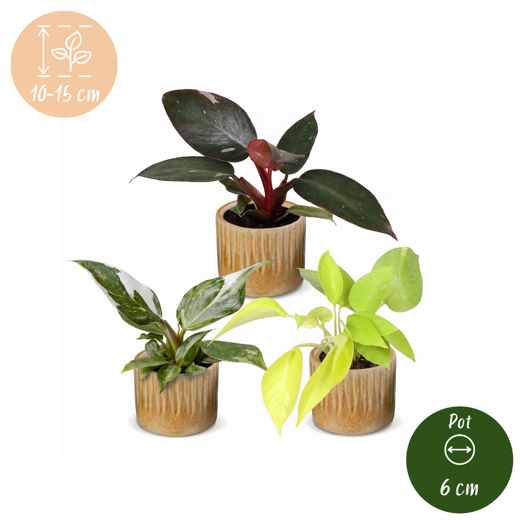 3× Philodendron tricolore bébé incl. Linnea Honey – Ø6 cm, 10–15 cm de haut